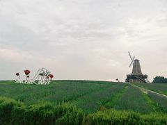 -大塘金香草谷