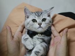 -lincat·猫舍(广州店)