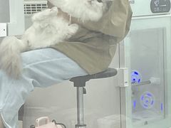 -爱洗澡的猫(天河路店)