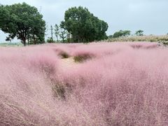 -西京湾花海