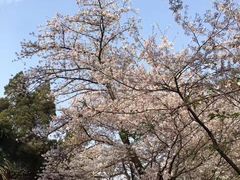 -武汉大学-樱园