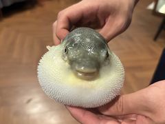 -肆月河豚·新淮扬(金融街店)