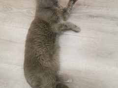 -BABIT巴比特宠物(MOMOPARK店)