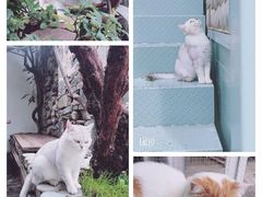 -喵屿·大理花园猫咖