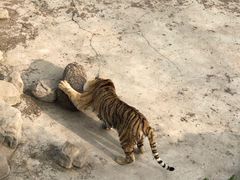 -石家庄市动物园