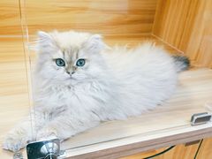 -猫十亿·布偶金渐层·曼基康矮脚猫舍(青年路店)