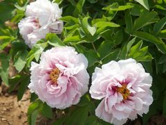 -洛阳市隋唐城遗址植物园