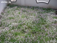 -上海都市菜园