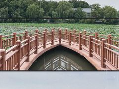 -顾村公园