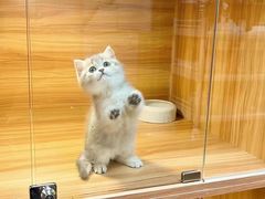 -猫十亿·布偶金渐层·曼基康矮脚猫舍(青年路店)