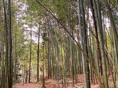 -重庆雨台山风景区