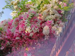 -深圳国际园林花卉博览园