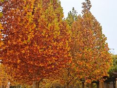 -永定河休闲森林公园