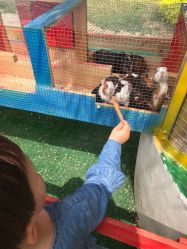 -萌宠亲子动物乐园(槐房万达店)