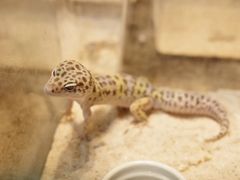 -青石桥花鸟鱼虫市场(叠翠城店)