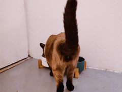 -猫友咖啡店(玉林西路店)