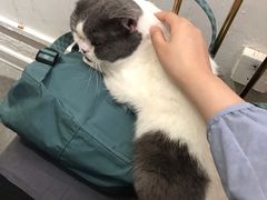 -豆老板的猫咖啡(碑林博物馆店)