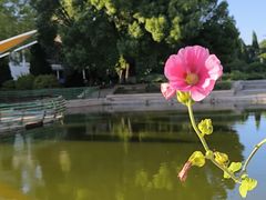-石家庄市植物园