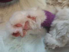 -瑞派福兴宠物医院犬猫全科·骨科·中西医结合(河东店)