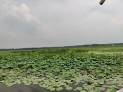 -微山湖红荷湿地景区