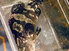 游水东南亚老虎斑-ONE FULL 古董港式海鲜火锅