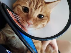 -爱诺耐芙动物医院(万博店)