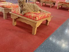 -龙华素斋(龙华路店)