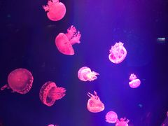 -芜湖新华联大白鲸海洋公园