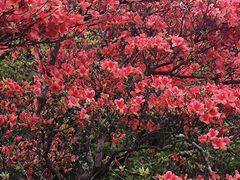 -永州阳明山国家森林公园