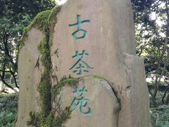 -南山植物园
