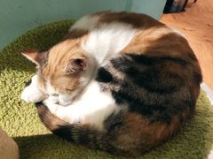 -猫小院猫主题餐厅(三里屯店)