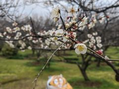 -香雪海