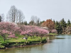 -上海海湾国家森林公园