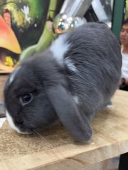 -神奇动物撸宠馆·羊驼·小浣熊·异宠(豫园店)