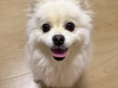 -FAELING PETS美天灵宠物(富力广场店)