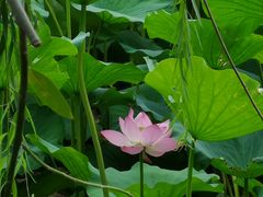 -中关村茶点