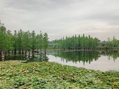 -白鹭湾湿地公园