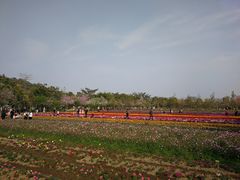 -丹樱生态园