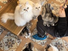 -猫猫幼稚园·撸猫·桌游·电玩