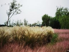 -上海滨江森林公园