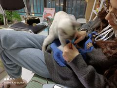 -艾贝尔宠物诊疗