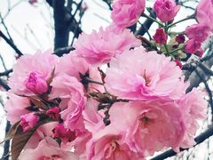 -天适樱花悠乐园