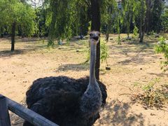 -大连森林动物园