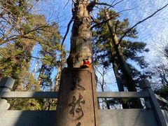 -天目山大树王景区