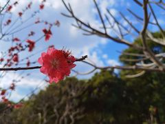 -番禺大夫山森林公园