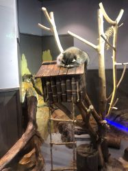 -未来动物城动物主题公园(大悦城店)