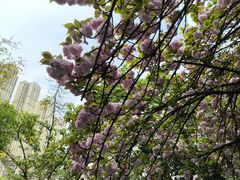 -成都市活水公园