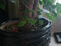 -原野花艺鲜花店(车站大道店)