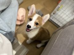 -翊宠yipet猫狗购宠庄园犬舍•猫舍