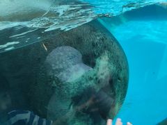 -海合安成都极地海洋公园